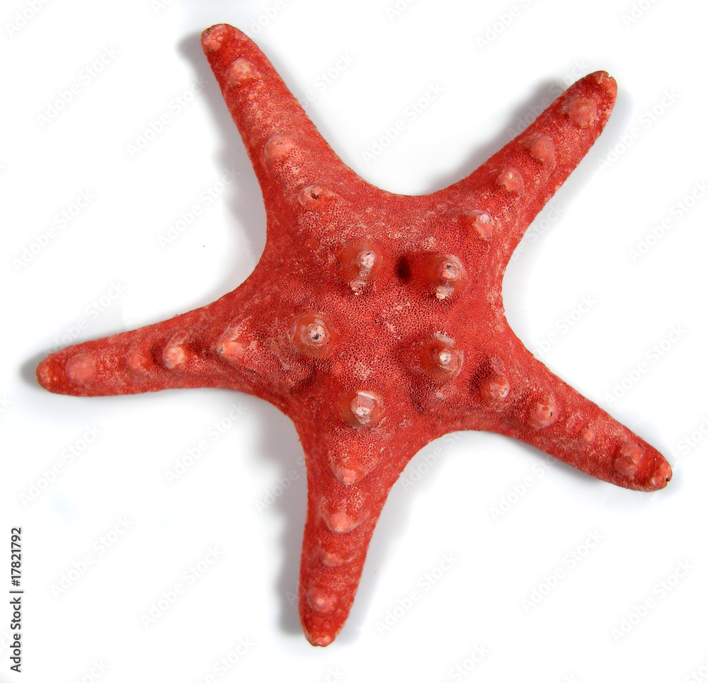 starfish starfish