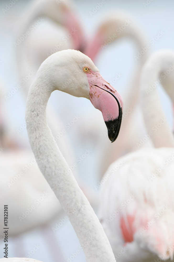 Fototapeta premium Flamingos