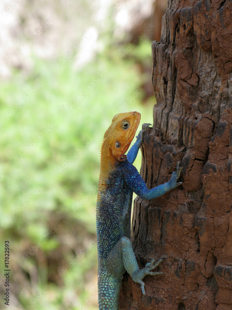 Lucertola gigante africana agama agama Lucertola gigante africana agama agama