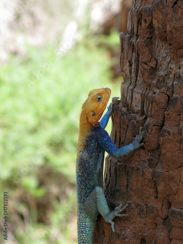 Lucertola gigante africana agama agama photo