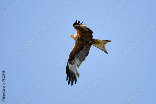 Red Kite in flight photo