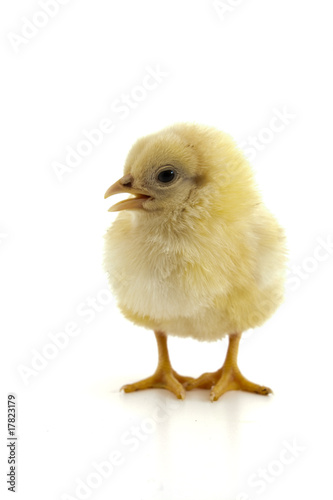 cute chirping chick