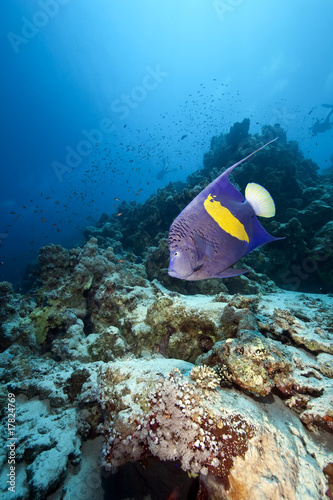 yellowbar angelfish