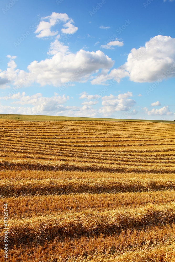 gold field