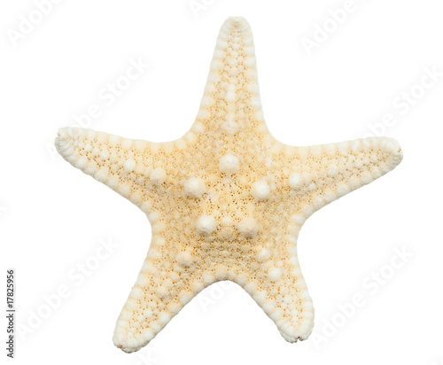 Starfish on isolated on white