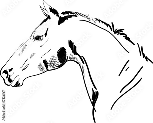 horse vector