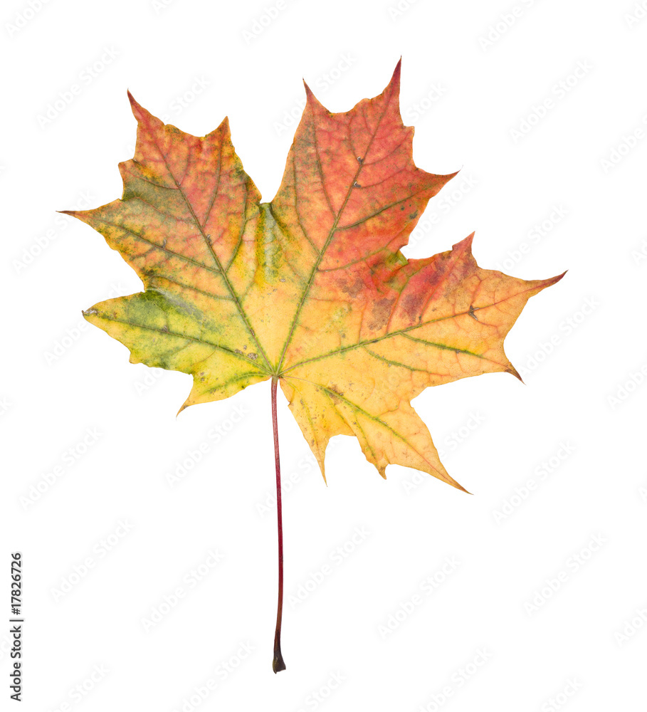 Autumn leaf