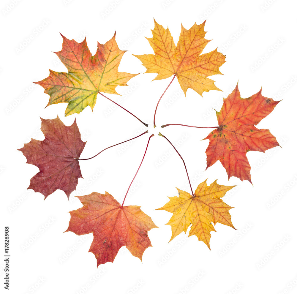 Autumn leafs Autumn leafs