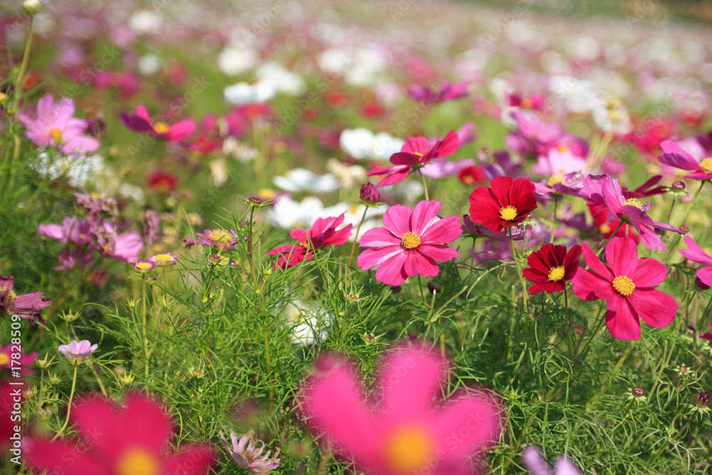 Obraz premium cosmos