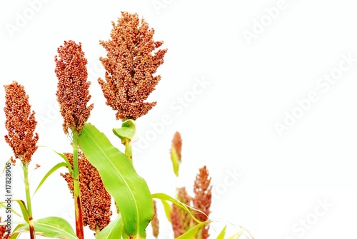Ripe red sorghum isolated on the white background.