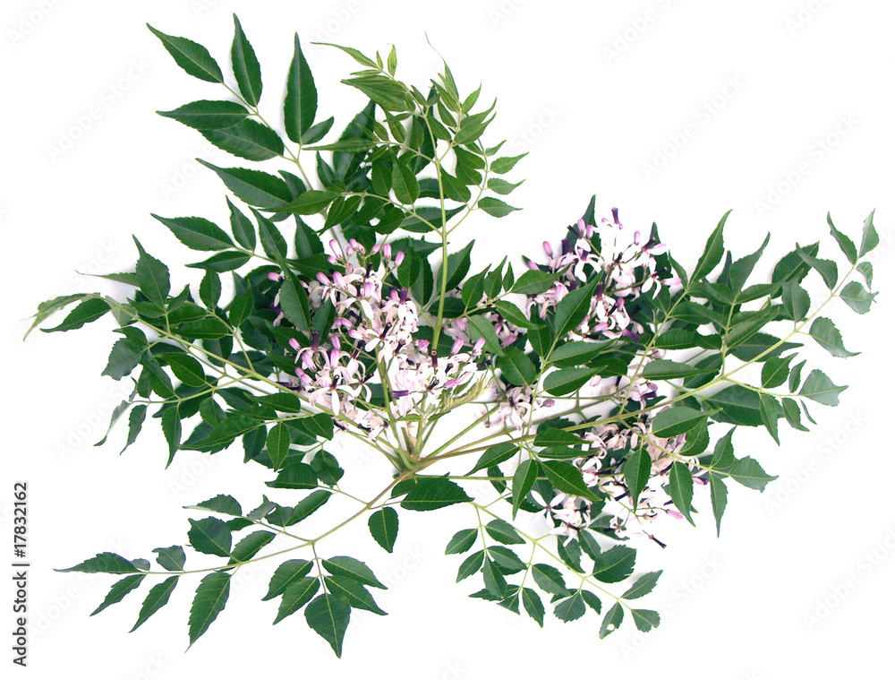 neem feuille fleur plante médicinale neem feuille fleur plante médicinale