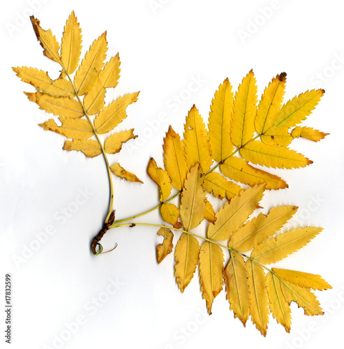 Herbstlaub photo