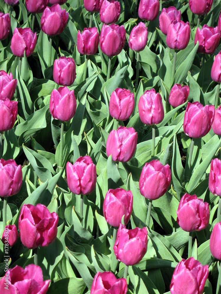 Obraz premium Tulips
