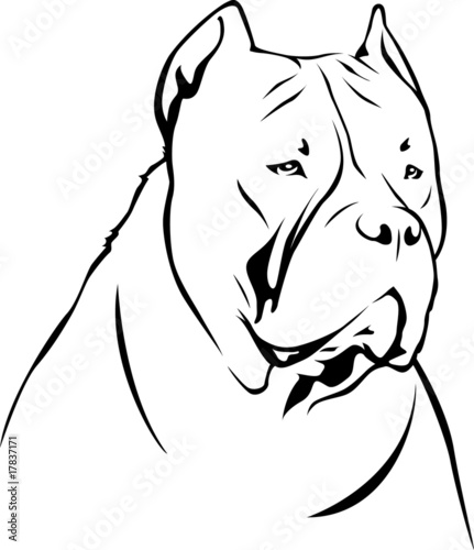 American Pit Bull Terrier