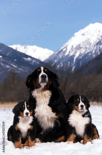 maman bouvier bernois et ses chiots assis dans la neige photo