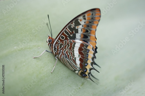 Schmetterling