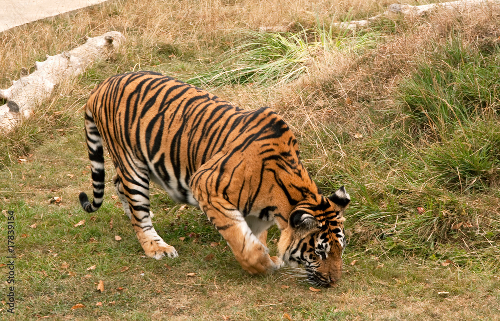 Obraz premium Tiger prowling, nose to the ground