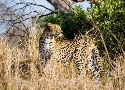 Leopard watching for its prey
