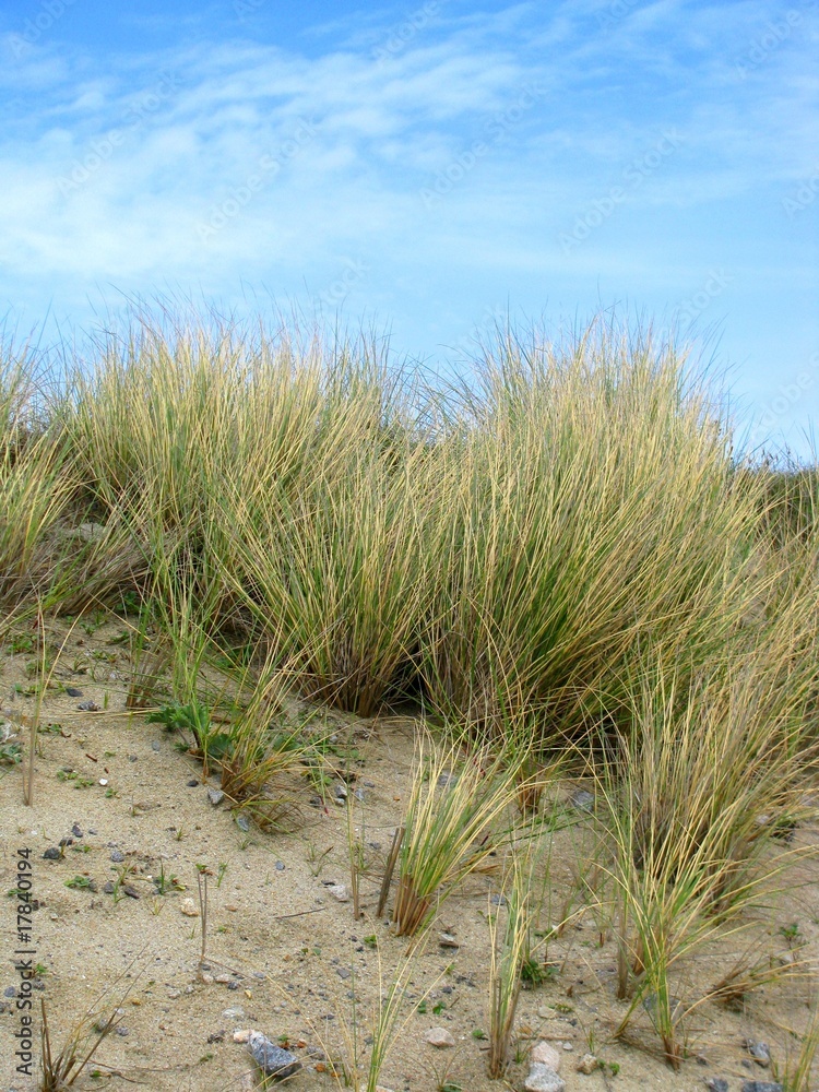 dune dune