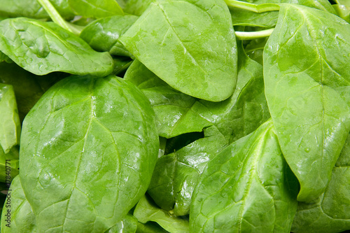 Fresh spinach in closeup over white background