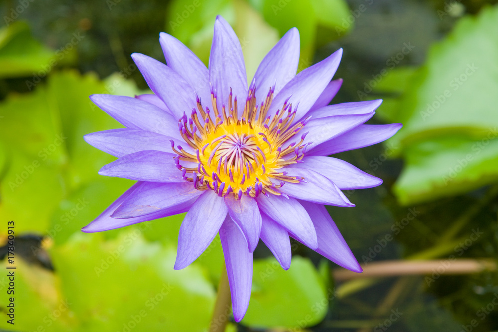Water lily Water lily