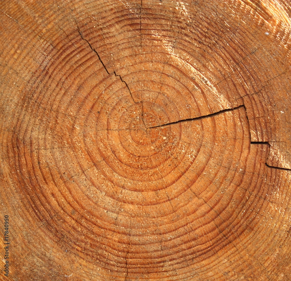 Naklejka premium wood rings