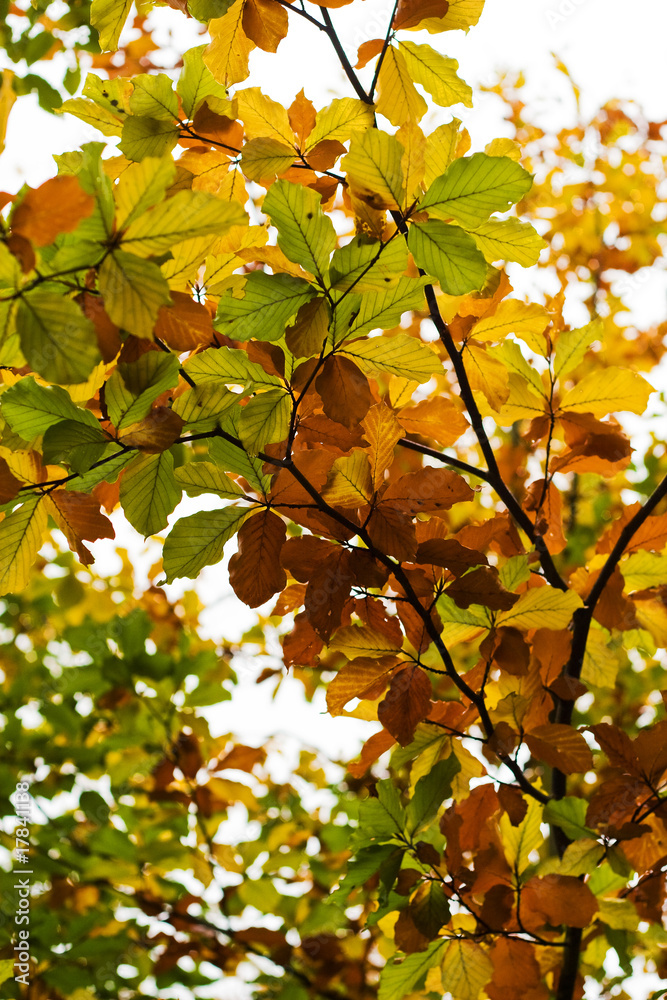 Autumn color leaves Autumn color leaves