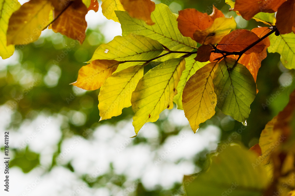 Autumn color leaves Autumn color leaves
