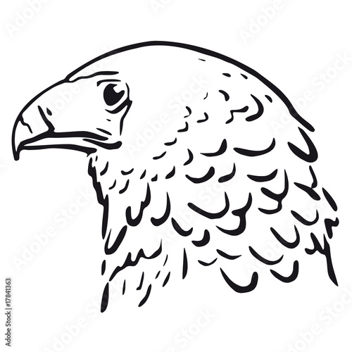 testa d'aquila