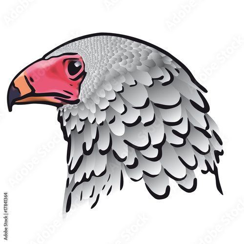testa d'aquila