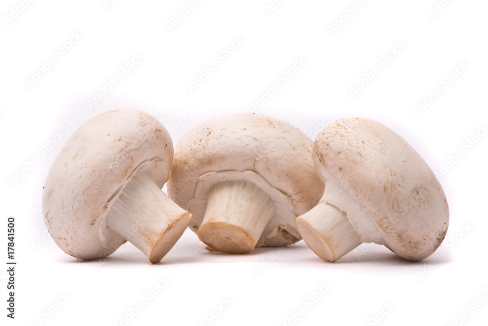 Fresh mushrooms isolated on a white background Fresh mushrooms isolated on a white background