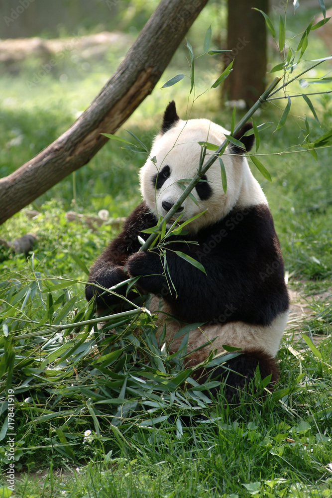 Fototapeta premium Giant pandas in a field