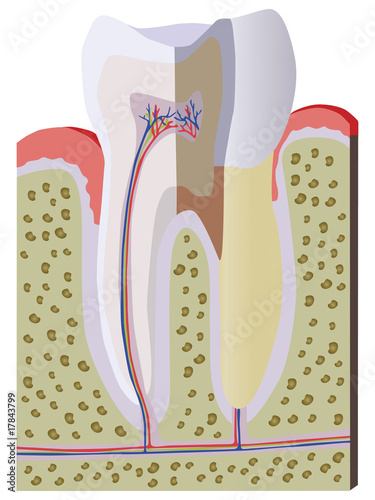 Vector anatomy of a tooth