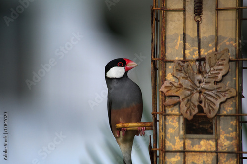 Java Sparrow