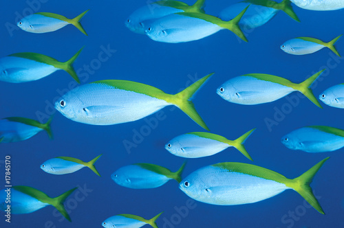 A school of colorful fishes on blue background
