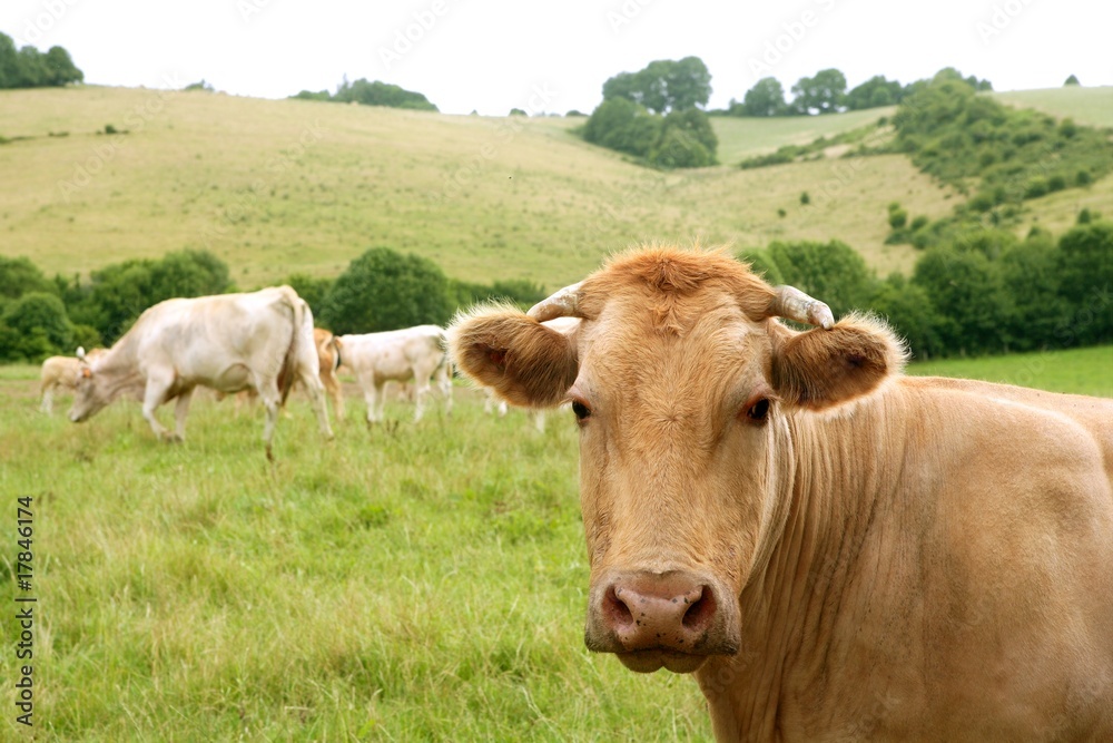 Beige cows cattle eating in green meadow Beige cows cattle eating in green meadow
