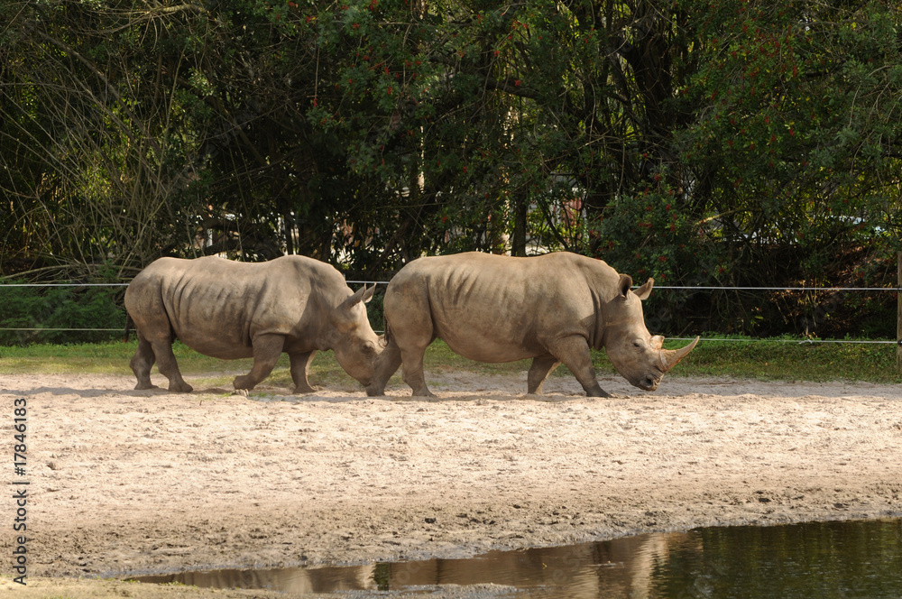 Fototapeta premium Wild rhinos