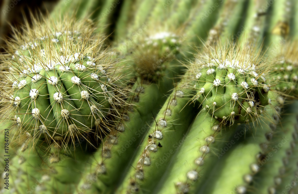 Cactus Cactus