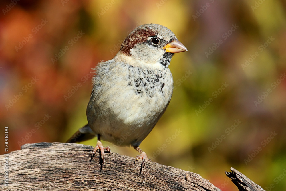 Fototapeta premium House Sparrow in Autumn