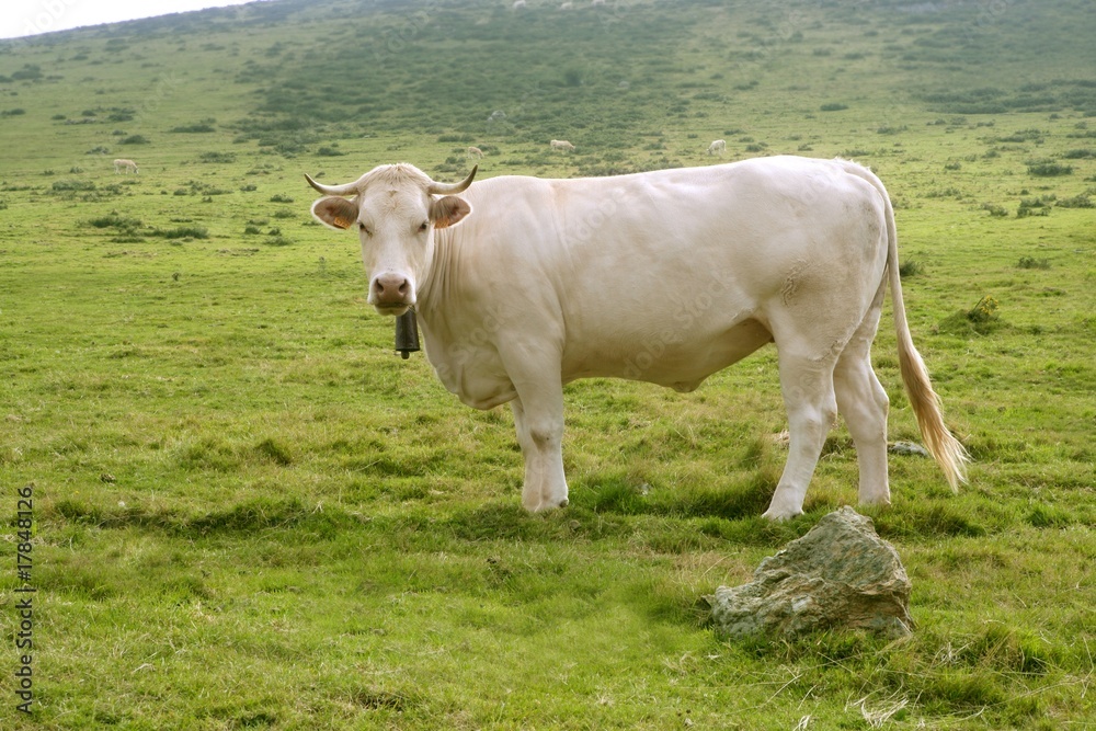 Beige cows cattle  eating in green  meadow