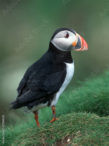 Puffin