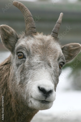 Dall's Sheep