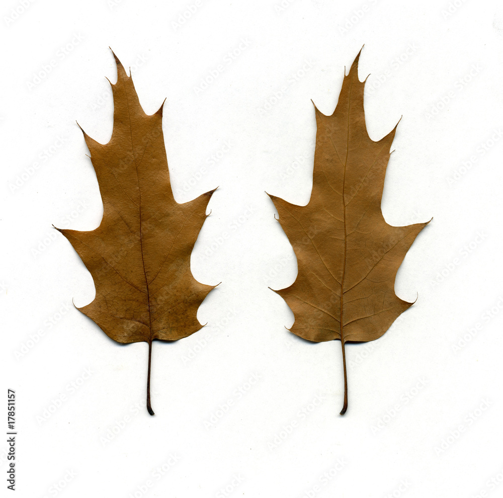 Fototapeta premium Fall oak leaf
