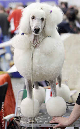 Obraz na płótnie .Poodle