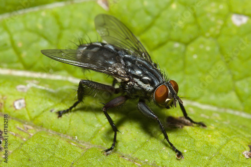 Common Fly on a Leaf