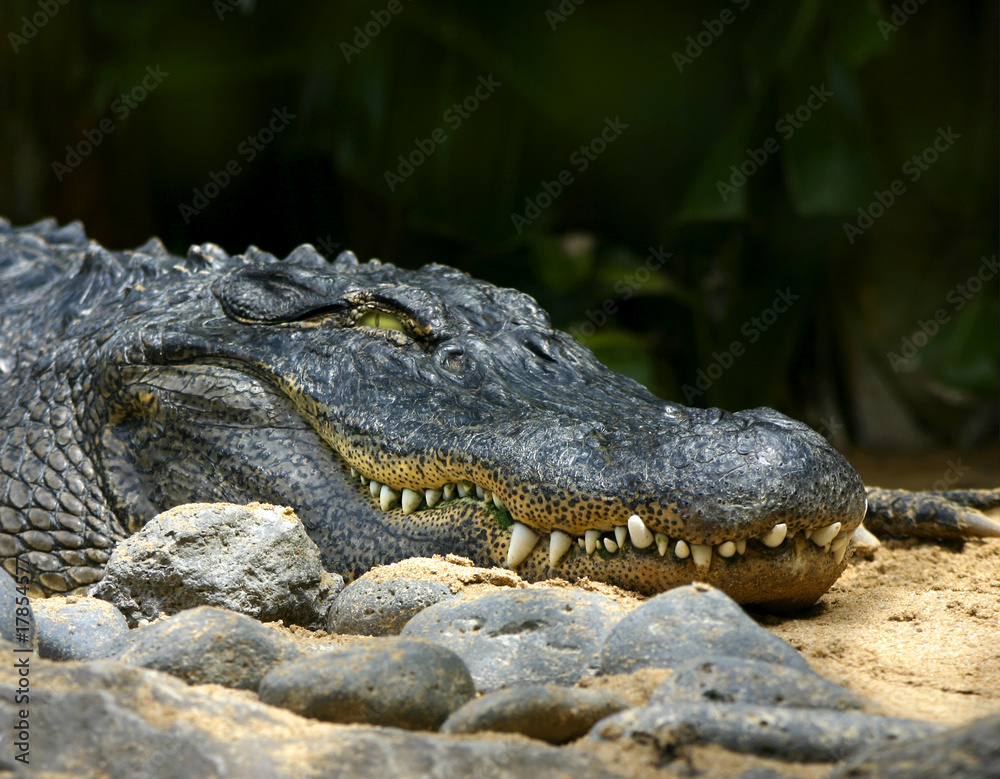 Fototapeta premium alligator smile