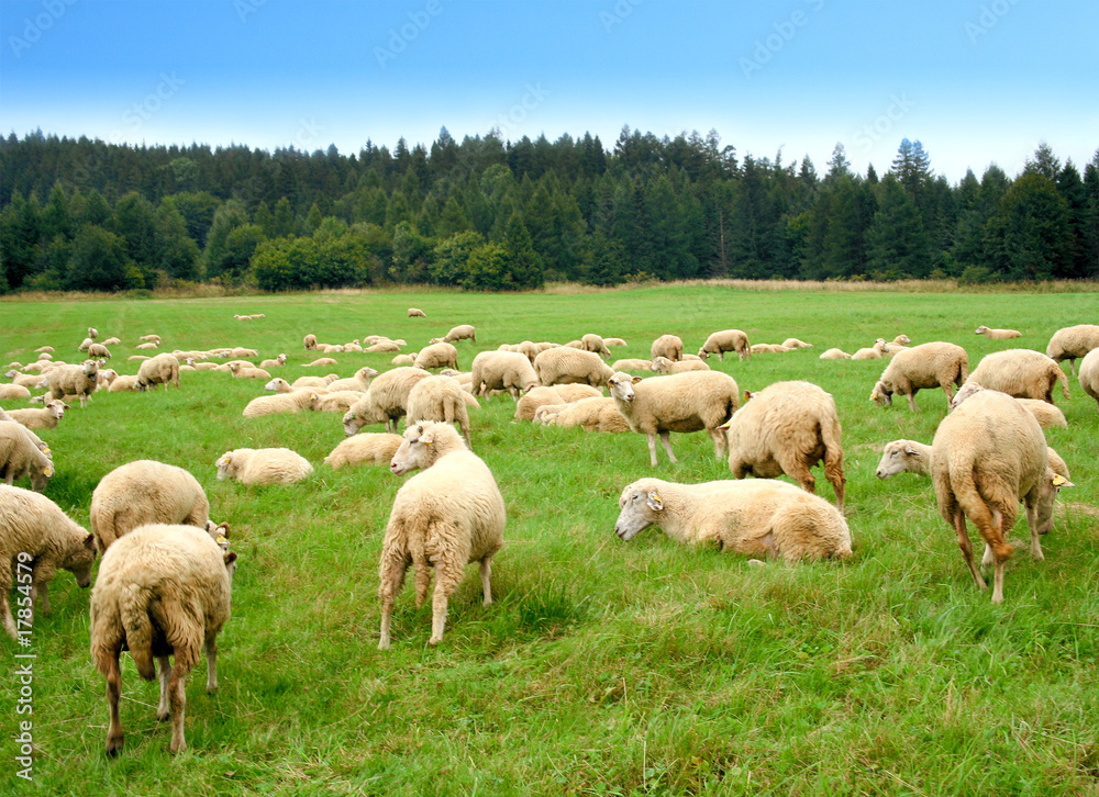 Herd of sheep on green meadow Herd of sheep on green meadow