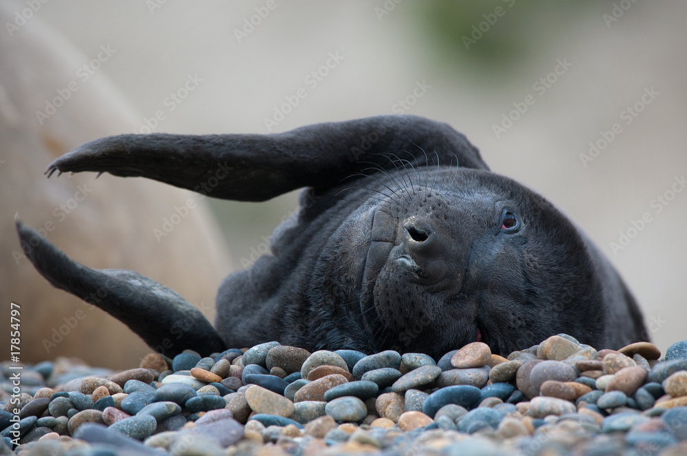 Cute baby seal clapping its hands Stock Photo Adobe Stock