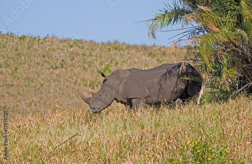 White rhonoceros in shade of tree