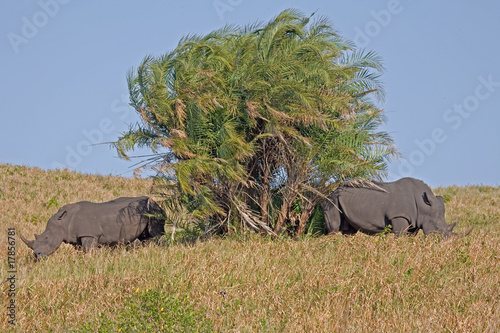 Two white rhino in the shade of a tree